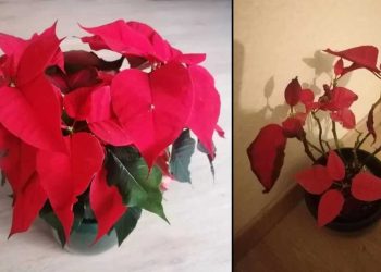 Comment prendre soin de son poinsettia