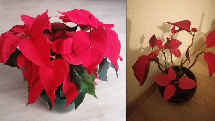 Comment prendre soin de son poinsettia