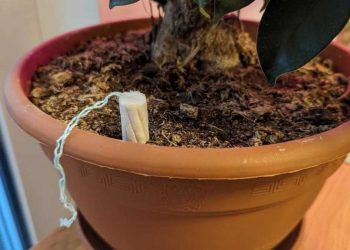 Comment un tampon hygiénique peut sauver votre plante d'intérieur