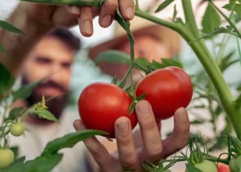 Cultiver des tomates en pot