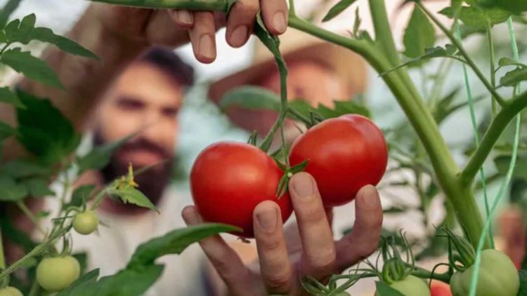 Cultiver des tomates en pot