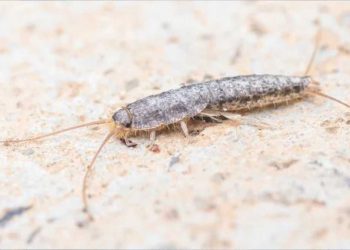 Éloignez les poissons d'argent de votre maison avec ces restes de cuisine à l'odeur fraîche