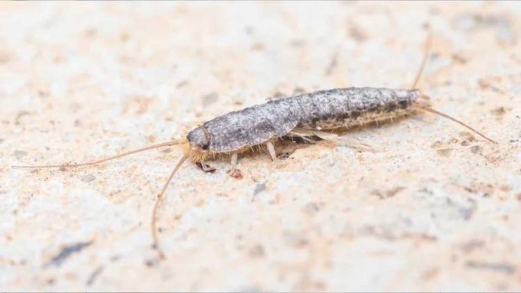 Éloignez les poissons d'argent de votre maison avec ces restes de cuisine à l'odeur fraîche