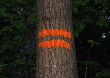 Qu'est-ce que cela signifie si vous voyez un arbre peint en orange