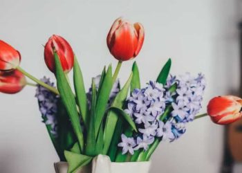 4 astuces pour garder les tulipes fraîches dans votre vase le plus longtemps possible