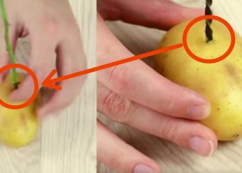 Comment faire pousser une tige de rose dans une pomme de terre ?