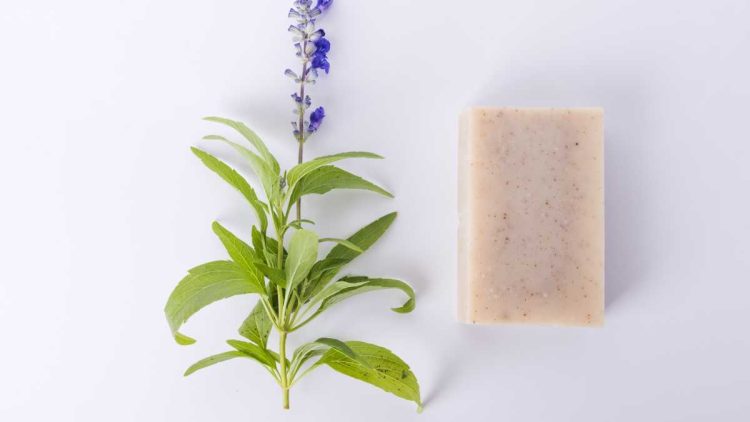 Le savon : Transformez vos plantes avec ce secret inattendu