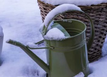 Malgré la neige dans le jardin : n'oubliez pas d'arroser