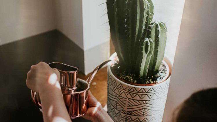 4 erreurs courantes dans l'arrosage des cactus