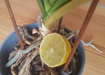 Cette astuce du citron garantit des fleurs d'orchidées fortes