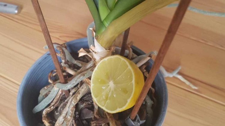 Cette astuce du citron garantit des fleurs d'orchidées fortes