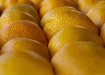 Comment conserver correctement les oranges et les mandarines