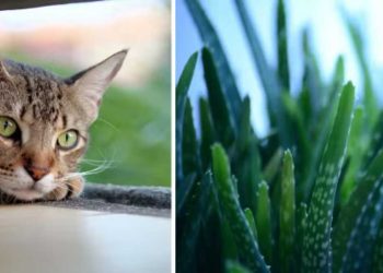 L'aloe vera est-il toxique pour les chats ?