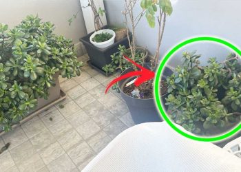 Le froid de retour: comment protéger les plantes de son balcon et de son jardin?