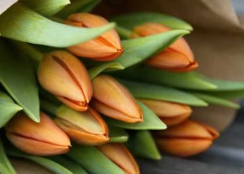 Ne tombez pas dans le piège : Pourquoi Acheter des Tulipes dès Maintenant n'est Pas la Meilleure Idée !