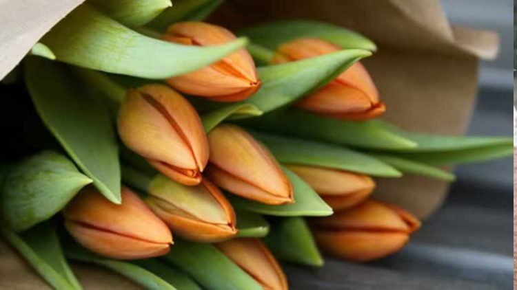 Ne tombez pas dans le piège : Pourquoi Acheter des Tulipes dès Maintenant n'est Pas la Meilleure Idée !