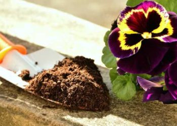 Rendre à nouveau fertile la vieille terre de fleurs : 3 façons de le faire