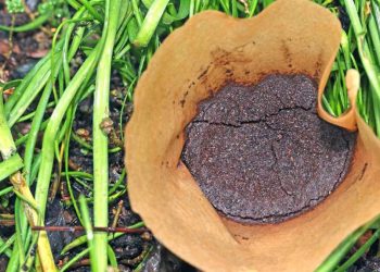 5 raisons pour lesquelles le marc de café ne sert à rien dans le jardin