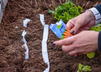 Cette astuce avec du papier toilette rend le jardinage vraiment facile