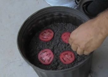 Comment faire pousser de nouvelles tomates à partir de tranches de tomates