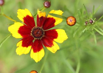 10 plantes faciles à entretenir pour le jardin