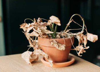 Comment redonner vie aux plantes fanées : 7 astuces géniales