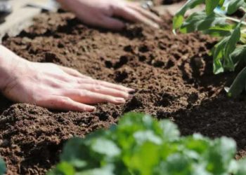 Jardinage en mai : ce que tu dois planter maintenant