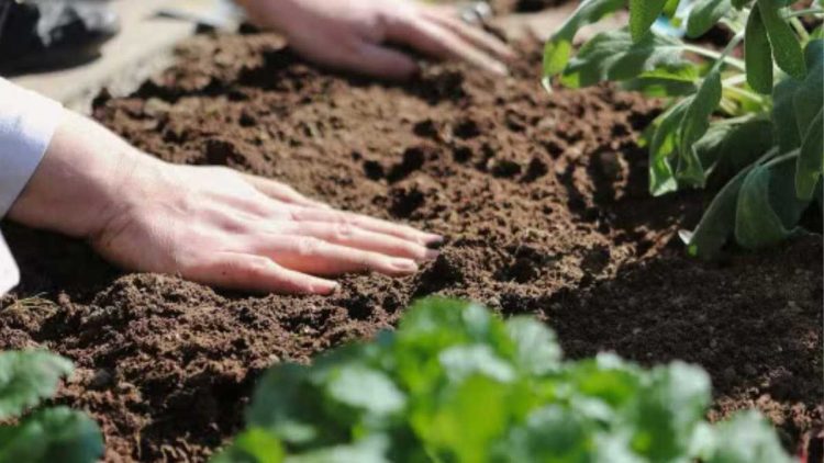 Jardinage en mai : ce que tu dois planter maintenant