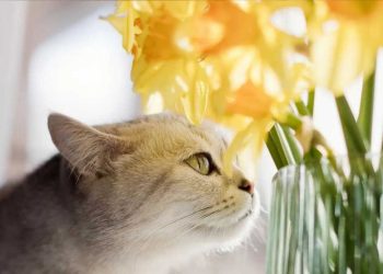 Les jonquilles sont toxiques pour les chats : Reconnaître immédiatement une intoxication