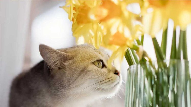 Les jonquilles sont toxiques pour les chats : Reconnaître immédiatement une intoxication