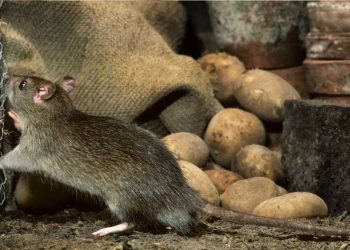 Vinaigre contre les rats : voici comment vous débarrasser de ces nuisibles