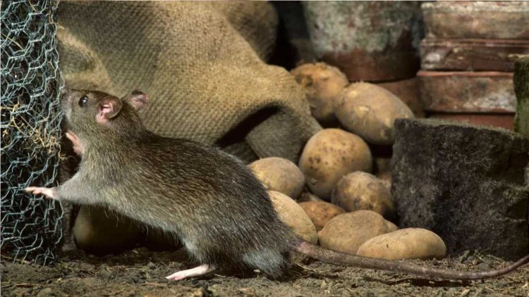 Vinaigre contre les rats : voici comment vous débarrasser de ces nuisibles