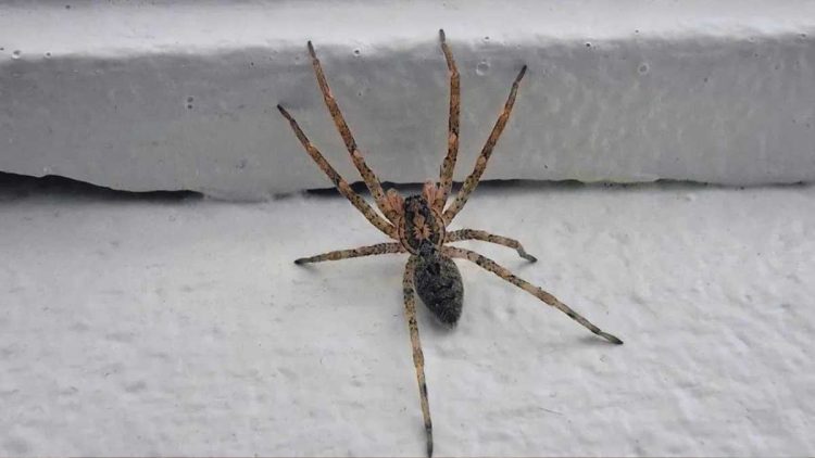 Voici ce qui se passe quand on aspire une araignée avec un aspirateur