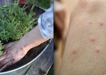 10 plantes pour se débarrasser des moustiques agaçants