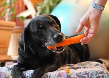 8 Aliments pour rendre votre chien heureux