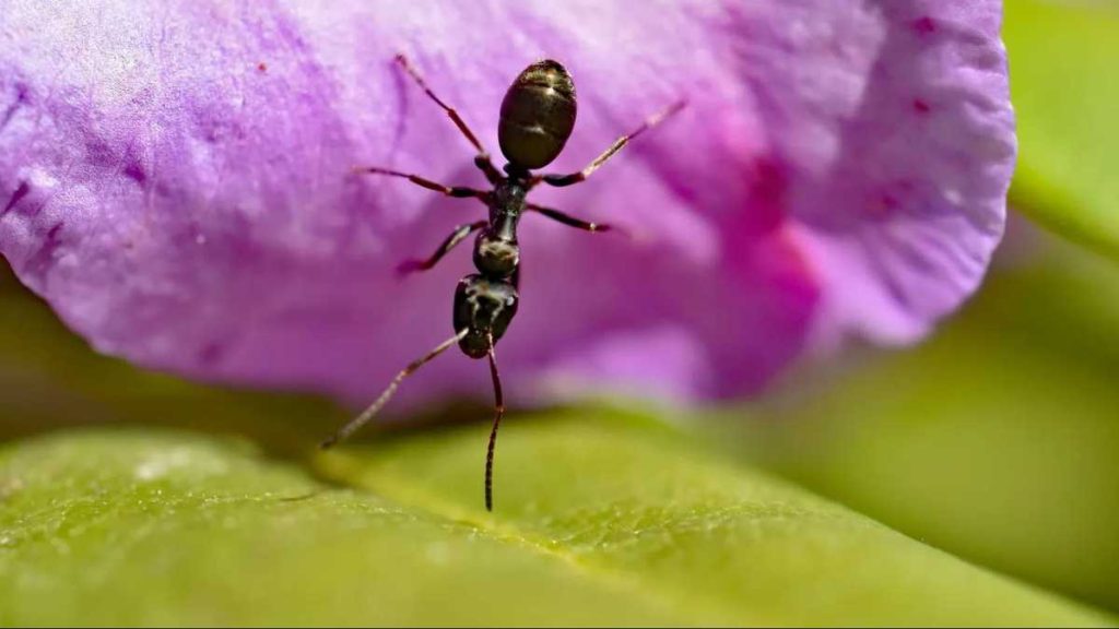 Des fourmis dans votre pot de fleurs ? Voici comment vous en ...