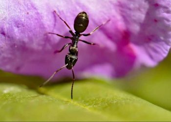 Des fourmis dans votre pot de fleurs ? Voici comment vous en débarrasser