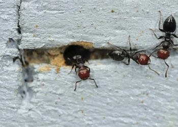 Fourmis dans la maison, mais pas de file indienne ? Voici ce qui se cache derrière