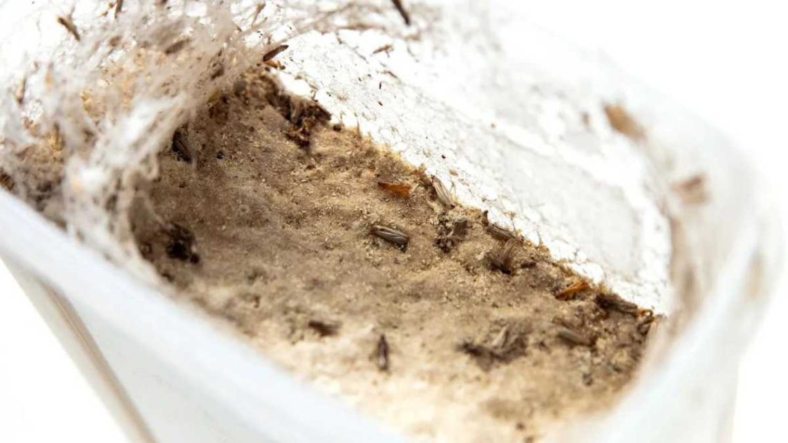 Mites alimentaires comment repérer le nid des nuisibles Comment Conserver