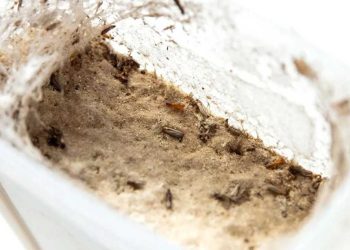 Mites alimentaires : comment repérer le nid des nuisibles