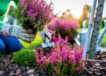 6 plantes adaptées aux débutants pour le jardin