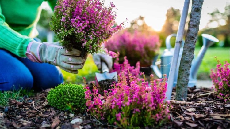 6 plantes adaptées aux débutants pour le jardin