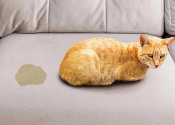 Comment enlever l'urine de chat : Ce qu'il faut savoir