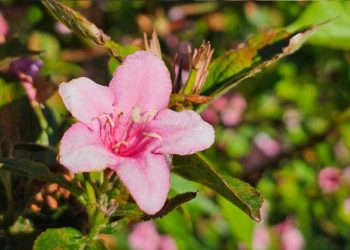 Faire briller les fleurs dans le jardin : Voici comment ça marche