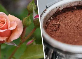 Marc de café comme engrais ? Ce n'est pas une bonne idée pour toutes les plantes