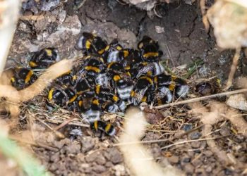 Un nid de bourdons peut-il causer des dommages ?