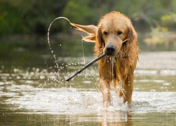 10 conseils pour protéger les animaux de la chaleur