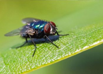 Les mouches à viande – comment combattre les causes