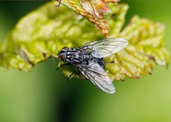 pourquoi-les-mouches-envahissent-elles-votre-maison