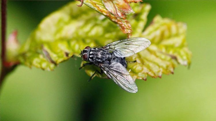 pourquoi-les-mouches-envahissent-elles-votre-maison